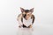 Curious Cornish Rex Cat Sitting on the White Desk. White Background. Portrait. Open Mouth.