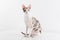 Curious Cornish Rex Cat Stand on the White Table. White Wall Background. Long Tail. Reflection. Looking Straight