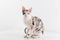 Curious Cornish Rex Cat Stand on the White Table. White Wall Background. Reflection