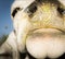 Curious Cow Checks Out Incoming Flying Insect