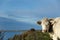 Curious cow at coast