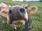 Curious cow comes very close to the photographer and shows the wet snout