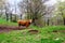 curious cow grazing on Italian hills