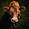 curious cow looking up, embodying the essence of farm life and rural tranquility.