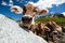 Curious cow on a meadow