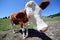 Curious cow in the mountains photographed with fisheye lens