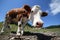 curious cow in the mountains photographed with fisheye lens