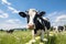 Curious Cow in Sunny Pastoral Field GenerativeAI