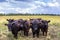 Curious cows come to watch.