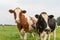 Curious cows in Dutch pasture
