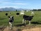 Curious cows in a field