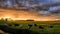 Curious cows in golden green meadow at sunset