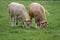 Curious Cows are grazing in the meadow