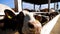 Curious cows looking into camera on dairy farm. Well-groomed kines eating hay at milk factory. Cattle chewing fodder at