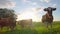 Curious cows in a meadow