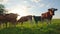 Curious cows in a meadow