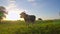 Curious cows in a meadow