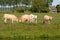 Curious cows in the pasture