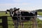 Curious cows stand by a fence in a meadow in the Zuidplaspolder near Moordrecht in the Netherlands