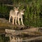 curious coyote cubs explore nature