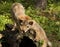 Curious Coyote Pups