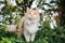 Curious cream colored maine coon cat standing on green foliage outdoors