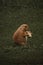 Curious Critter: A Playful Prairie Dog Peeks Out