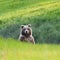 Curious cub Alaska brown bear grizzly