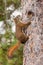 Curious cute American Red Squirrel climbing tree