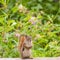 Curious cute American Red Squirrel posing watchful