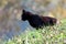 Curious cute black cat calmly sitting on side of small hill and looking in distance surrounded with grass and fallen leaves