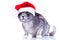 Curious cute cat wearing a santa hat