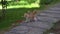 Curious Cute Little Cats Playing On The Grass.