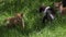 Curious Cute Little Cats Playing On The Grass.