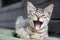 Curious cute little tabby kitten smiling, yawning