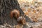 A curious cute squirrel came down from an oak tree in an autumn park. Close-up