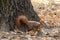 A curious cute squirrel came down from an oak tree in an autumn park. Close-up