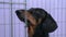 Curious dachshund dog sits at metal cage near purple wall