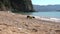 Curious dachshund dog walks along ocean beach with pebbles