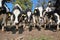 Curious dairy cattle in a field