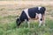 A curious dairy cow stands in her pasture