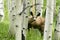 Curious deer in aspen forrest