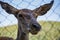 Curious deer female portrait