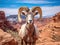Curious Desert Bighorn Sheep Ewe