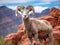 Curious Desert Bighorn Sheep Ewe