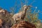 Curious Desert Bighorn Sheep Ewe