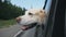 Curious dog breed labrador looks out the window of moving car. Domestic animal stuck his head out of auto to enjoy ride