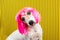 Curious dog face. Adorable fashionable silly dog face. Pink wig and yellow and black background