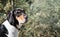 Curious dog in front of defocused bushes and fern.