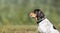 Curious dog in front of defocused nature background.